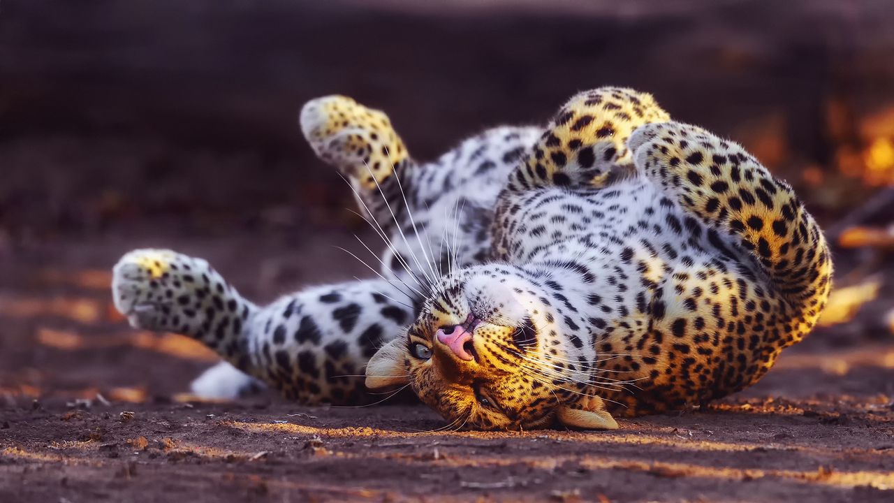 Обои леопард, игривый, хищник, большая кошка