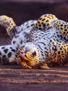 Превью обои леопард, игривый, хищник, большая кошка