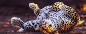 Превью обои леопард, игривый, хищник, большая кошка