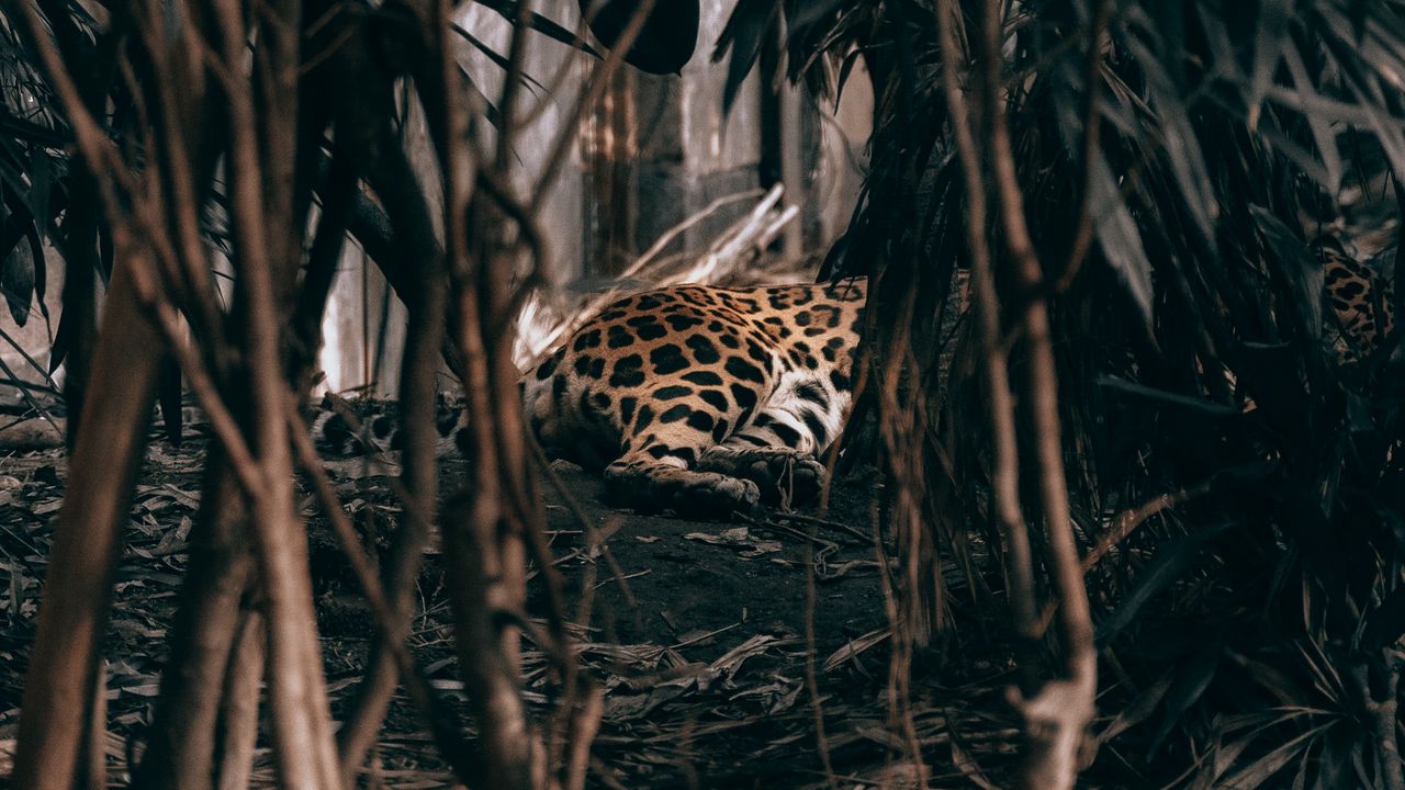 Обои леопард, кусты, хищник, джунгли