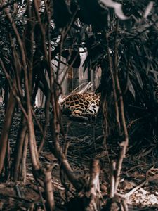 Превью обои леопард, кусты, хищник, джунгли