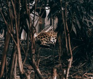 Превью обои леопард, кусты, хищник, джунгли