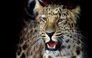 Превью обои леопард, морда, агрессия, взгляд, хищник