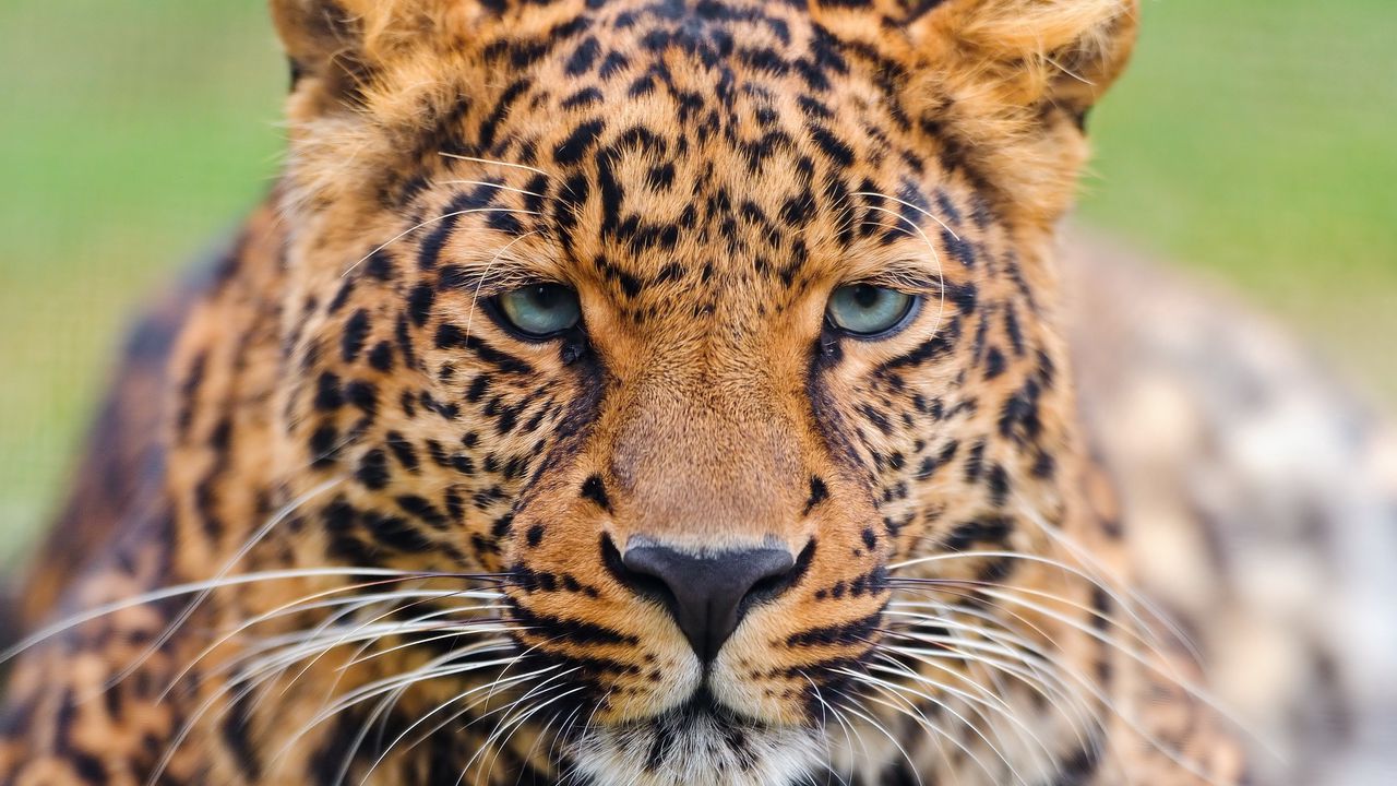 Обои леопард, морда, большая кошка, хищник, окрас, грусть, взгляд