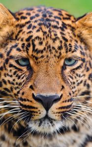 Превью обои леопард, морда, большая кошка, хищник, окрас, грусть, взгляд