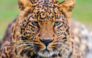 Превью обои леопард, морда, большая кошка, хищник, окрас, грусть, взгляд