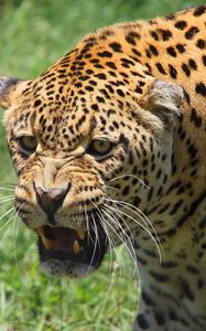 Превью обои леопард, морда, большая кошка, хищник, оскал, агрессия