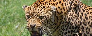 Превью обои леопард, морда, большая кошка, хищник, оскал, агрессия