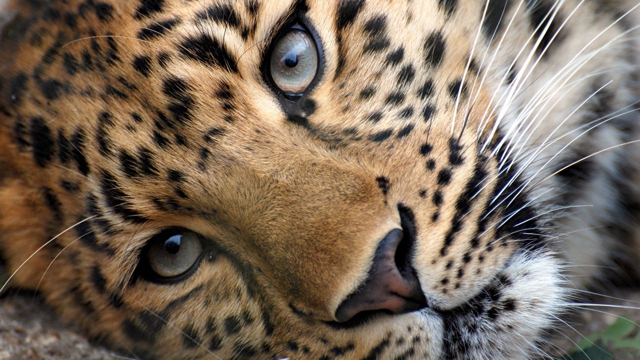 Обои леопард, морда, глаза, отдых, трава, милый