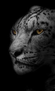 Превью обои леопард, морда, хищник, большая кошка, пятнистый, чб