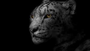 Превью обои леопард, морда, хищник, большая кошка, пятнистый, чб