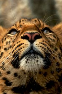 Превью обои леопард, морда, окрас, большая кошка, хищник