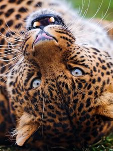 Превью обои леопард, морда, пятнистый, большая кошка, оскал, хищник