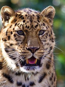 Превью обои леопард, морда, удивление, хищник, опасный, большая кошка