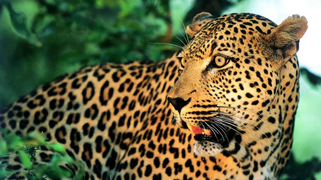 Обои леопард, морда, усы, пятнистый, удивление
