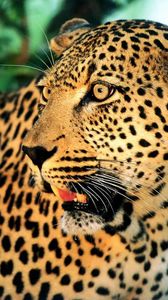 Превью обои леопард, морда, усы, пятнистый, удивление