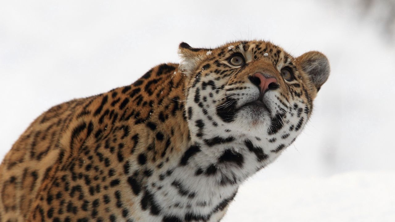Обои леопард, морда, взгляд, смотреть, снег