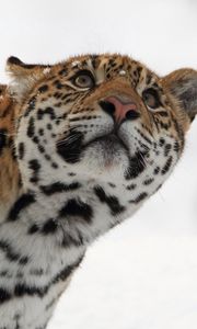 Превью обои леопард, морда, взгляд, смотреть, снег