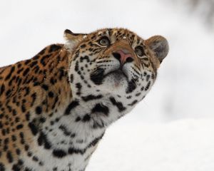 Превью обои леопард, морда, взгляд, смотреть, снег