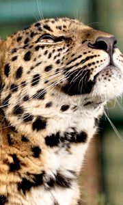 Превью обои леопард, окрас, большая кошка, хищник