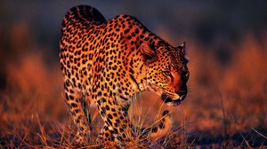 Превью обои леопард, оранжевый фон, большая кошка