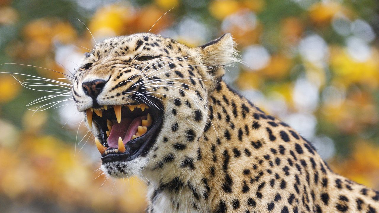 Обои леопард, оскал, хищник, животное, большая кошка, бревно