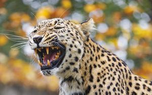Превью обои леопард, оскал, хищник, животное, большая кошка, бревно