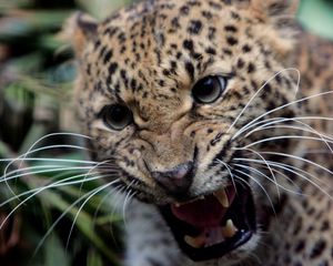 Превью обои леопард, оскал, злость, агрессия, большая кошка