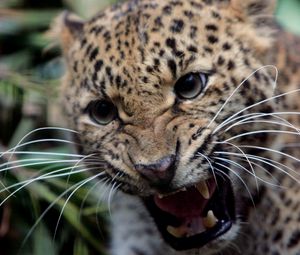 Превью обои леопард, оскал, злость, агрессия, большая кошка