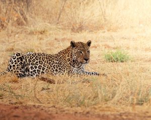 Превью обои леопард, отдых, трава, африка