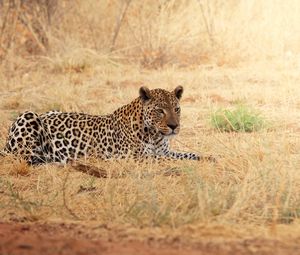 Превью обои леопард, отдых, трава, африка