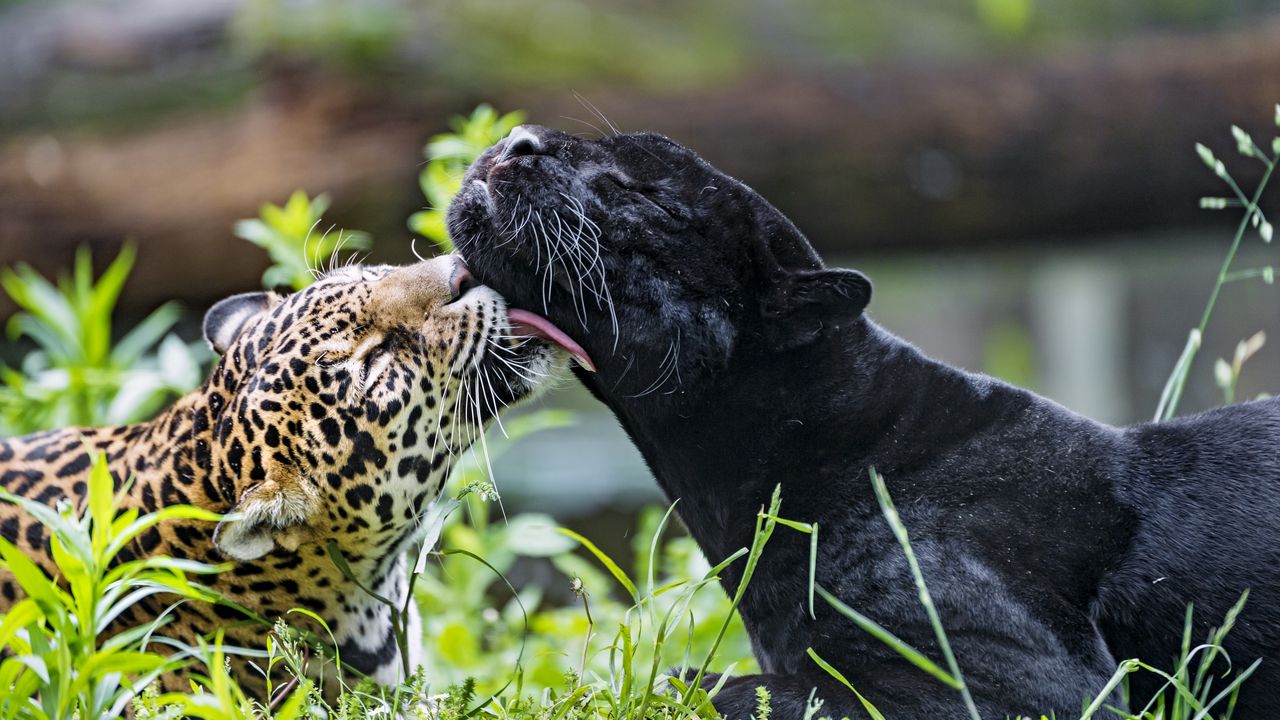 Обои леопард, пантера, лизать, животные, дикая природа