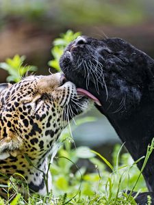 Превью обои леопард, пантера, лизать, животные, дикая природа