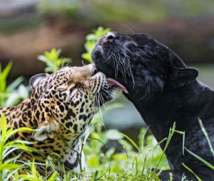 Превью обои леопард, пантера, лизать, животные, дикая природа