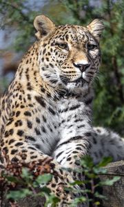 Превью обои леопард, пятна, хищник, взгляд, животное