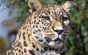 Превью обои леопард, пятна, хищник, взгляд, животное