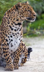 Превью обои леопард, пятнистый, большая кошка, животное, дикий