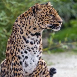 Превью обои леопард, пятнистый, большая кошка, животное, дикий