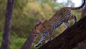 Превью обои леопард, прогулка, хвост, большая кошка, хищник, дерево