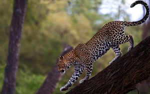 Превью обои леопард, прогулка, хвост, большая кошка, хищник, дерево