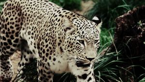 Превью обои леопард, прогулка, трава, пятнистый, большая кошка