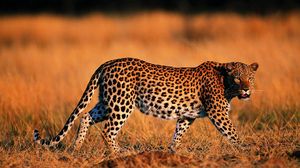 Превью обои леопард, прогулка, трава, охота, хищник, большая кошка