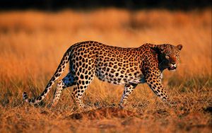 Превью обои леопард, прогулка, трава, охота, хищник, большая кошка