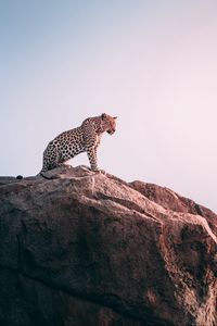 Превью обои леопард, скала, хищник, большая кошка