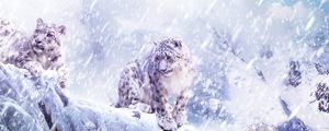 Превью обои леопард, снег, метель, обрыв