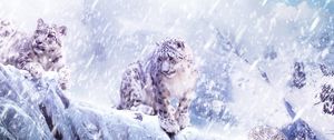Превью обои леопард, снег, метель, обрыв