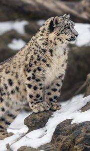 Превью обои леопард, снег, пятна, хищник, большая кошка, животное
