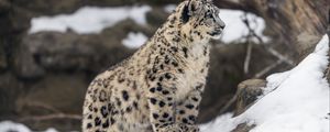 Превью обои леопард, снег, пятна, хищник, большая кошка, животное