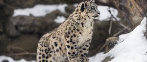 Превью обои леопард, снег, пятна, хищник, большая кошка, животное