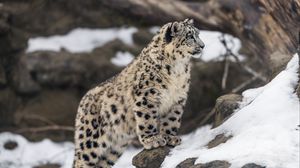Превью обои леопард, снег, пятна, хищник, большая кошка, животное